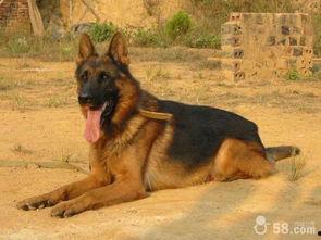 狼狗最新爆料网站下载大全,揭秘热门资讯,一网打尽热门资源 第1张 狼狗最新爆料网站下载大全,揭秘热门资讯,一网打尽热门资源 第1张